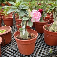 Adenium Sp Multi (0.3m),  Free 7L Potting Soil, Free 250g Chicken Fertiliser