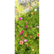 Keratan Batang Pokok Bunga Ros Jepun-Tiara