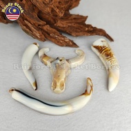 JA2353 Replica Wolf Tooth Buffalo Skull 🇲🇾 Taring Palsu ABS Tusk Jewelry Making Accessories Supplies Beading Crafts Gigi