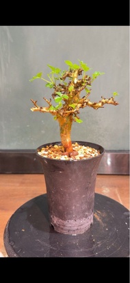 Commiphora stocksiana 黃金橄欖