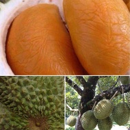 2 X ANAK POKOK DURIAN GRAFTED KAHWIN (1 X ANAK POKOK MUSANG KING + 1 X ANAK POKOK DURI HITAM) (West Malaysia Only) Buah Buahan Fruits Live Plant