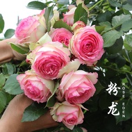 Qingyun Yiren Rose Seedling in That Year, the Flowering Climbing Vine Was Flower Pot Large, Carrying Seedling Courtyard