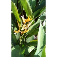 Az Pohoh bunga pisang anak benih/sepit udang kuning/yellow heliconia