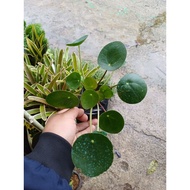 Pilea/CHINESE MONEY PLANT(Pilea peperomioides)