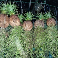 air plants dan moss. janggut adam. fern janggut