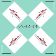 Model Medical Acupuncture Medical Human Body Model Voice Free Shipping Human Body Intelligent Acupoi