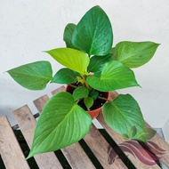 Homalomena by LS Group