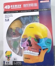 (全新) 4D MASTER 4D HUMAN ANATOMY DIDACTIC EXPLODED SKULL ANATOMY MODEL 1:2 SCALE 人體解剖模型 顱骨 頭骨 醫學教育 小顏