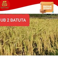 New Benih Bibit Padi Unggul UB2 Batuta 5kg Asli Aceh Berkualitas