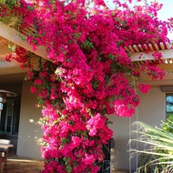 Bougainvillea Potted Sapling Heavy Leaf Climbing Vine Old Pile Garden Climbing Plant Seedling Multi-Color Balcony Flower