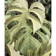 Promo Bibit Bonggol monstera Marilyn Mint Variegata Terbaik Monstera