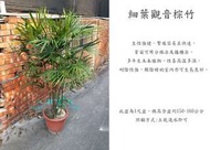 心栽花坊-細葉觀音棕竹/1尺2/觀葉植物/室內植物/綠化環境/售價1800特價1500