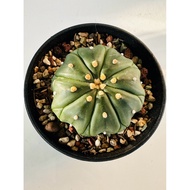Astrophytum Asterias Star Cactus | Live Cactus Plant | Rare Cactus