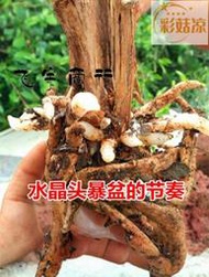 蘭花土專用植料蘭花君子蘭石斛營養土松樹皮植金石蛇木
