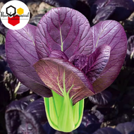 Purple Pechay Pak Choi Vegetable Seeds ( 500 seeds )-Purple PAKCHOI VEGETABLE SEEDS