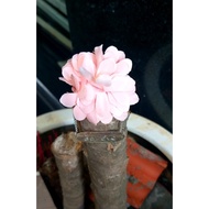 Corsage/decorative corsage