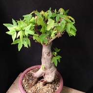 大老樁) 三角楓 原生株 連紫砂盆  種定多根  非嫁接 掌上盆景 連 花盆 plant  Bonsai 植物 盆栽 Japanese  maple tree 楓葉 楓樹 紅楓【實拍。只此一盆】