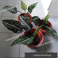 ✖Fish Eye Aglaonema Uprooted Live Plants (Luzon only)