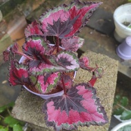 pokok hiasan begonia