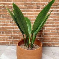 tanaman hias philodendron linet