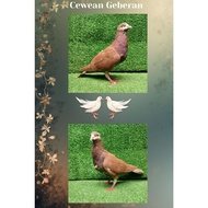 Female Geberan Pigeons, Neutral and Healthy Women