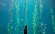 Kenting Pingtung Classic Day Tour: National Museum of Marine Biology and Aquarium, Eluanbi Lighthous