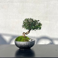 小品盆栽- 日本玫瑰香丁木