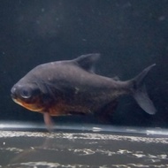 Hiasan Aquarium Ikan Black Pacu / Bawal Hitam Ikan predator ikan hias