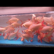 ikan kaviat albino jumbo /tankmate arwana