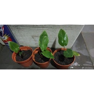 Alocasia Macrorrhiza New Guinea Gold a.k.a Gold 916