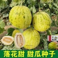 Floral Melon Seeds Claw Crispy Sweet Green Skin Crispy Melon Seeds Golden Melon Fruit Seeds Spring