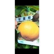 SG SELLER, CITRUS FRUIT TREE/LIVE PLANT 🍊🪴