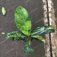 diven panglima variegata