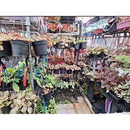 Episcia 100% Healthy Grown in SG See Reviews ID Episcia in dia 9cm pot M-Size (*Buy3Free1)