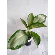 Sindo - Aglaonema Green Bowl Live Plant RBOJU0TP95