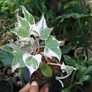 Tanaman hias ubi jalar ungu pohon ubi jalar ungu