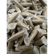 EGGS FAIRY SHRIMP 2cm~4cm Groom ikan Male dan Female memang High Protein #kutu air /Bbs /Betta Fish 