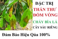 ANTRACOL 70WP VÀ GP 01 trừ nấm bệnh thán thư - đốm lá - đốm vòng cho cây trồng