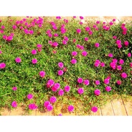 Combo of 5 ten o'clock flower stems