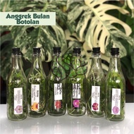 Terlaris Anggrek Bulan Botol Siap Aklim Anggrek Bulan Botol Anggrek