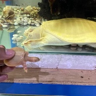 BULUS ALBINO MURAH