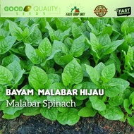 100pcs Biji benih BAYAM MALABAR hijau / Malabar spinach seeds