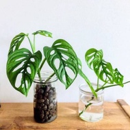 monstera obliqua janda bolong - janda bolong