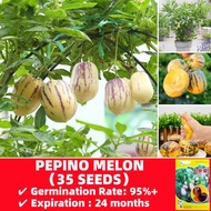 ปลูกง่าย ปลูกได้ทั่วไทย Organic Pepino Melon Seeds Ginseng Fruit Seeds บรรจุ 35 เมล็ด เมล็ดบอนสีเทพๆ ต้นผลไม้ บอนไซ เมล็ดบอนสี ต้นไม้ผลกินได้ ต้นไม้มงคล ต้นไม้มงคล กล้วยด่าง บอลสี บอนสีหายาก บอนสี ของแต่งบ้าน ไม้ประดับมงคล ไม้ประดับมงคล การันตีอัตรางอก