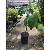 Pokok Dokong Madu, Cepat Berbuah