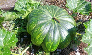 P25 per pack kalabasa / pumpkin / squash seeds - condor seeds - plant seed - vegetable seeds - Hybri