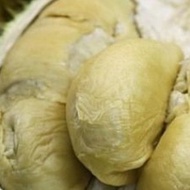 Durian XO Fresh Durians From Raub