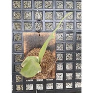 火焰鹿角蕨-P.willinckii cv Pyro -己上板療癒植物-天南星-觀葉-室內-文青風-IG網紅-蕨類植物