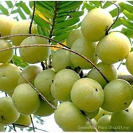 Sg Glycerin Fruit Seeds Glycerin Fruit Glycerin Fruit Glycerin Fruit Glycerin Seeds Sweet Seeds Pers