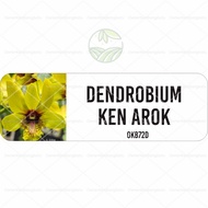 Bibit Anggrek Dendrobium Bintang Bibit Anggrek Botol Anggrek Botolan Dendrobium Anggrek Dendrobium B